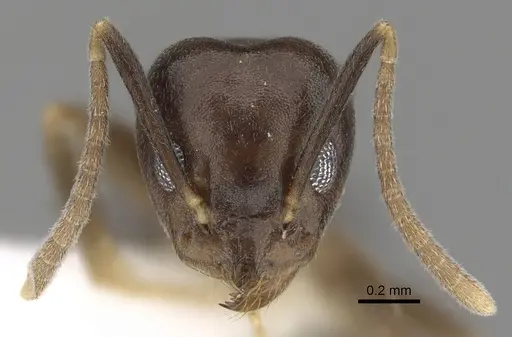 Technomyrmex voeltzkowi specimen CASENT0249806 image casent0249806_2