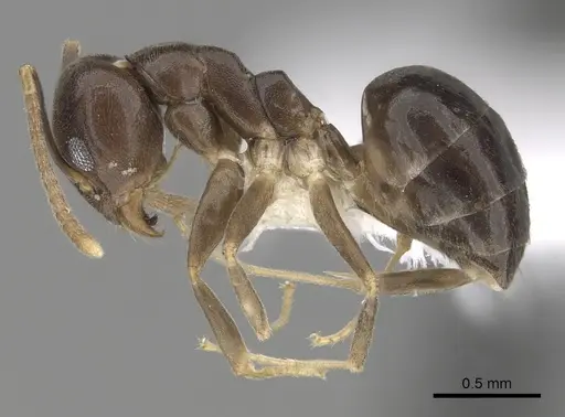 Technomyrmex voeltzkowi specimen CASENT0249806 image casent0249806_3