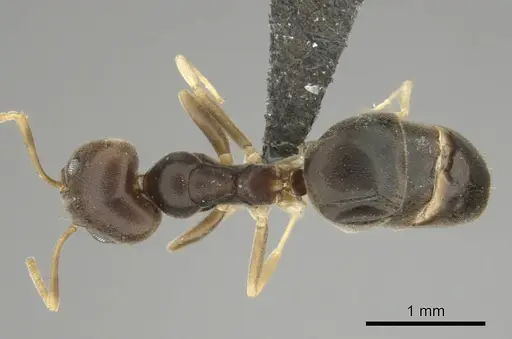 Technomyrmex voeltzkowi specimen CASENT0252152 image casent0252152_1
