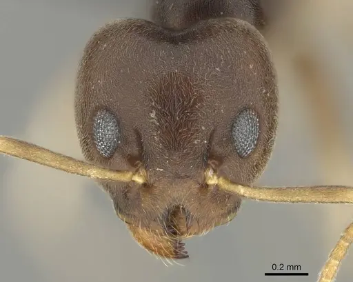 Technomyrmex voeltzkowi specimen CASENT0252152 image casent0252152_2