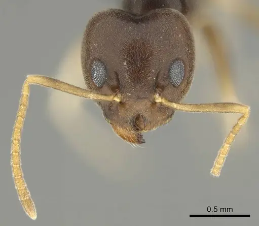 Technomyrmex voeltzkowi specimen CASENT0252152 image casent0252152_3