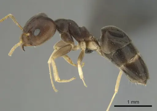 Technomyrmex voeltzkowi specimen CASENT0252152 image casent0252152_4