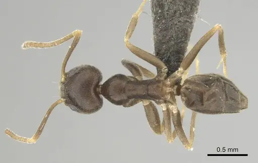 Technomyrmex voeltzkowi specimen CASENT0252157 image casent0252157_1