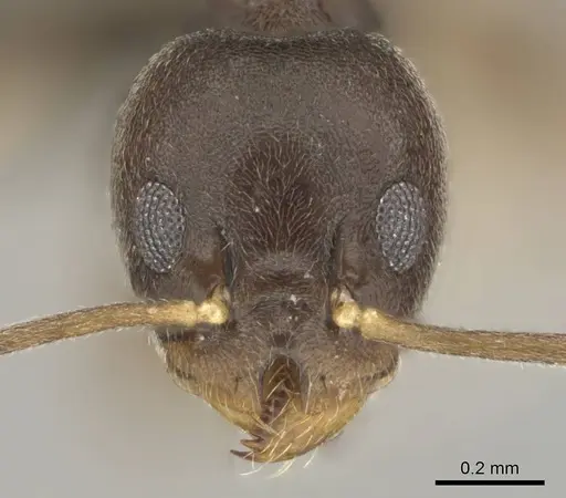 Technomyrmex voeltzkowi specimen CASENT0252157 image casent0252157_2