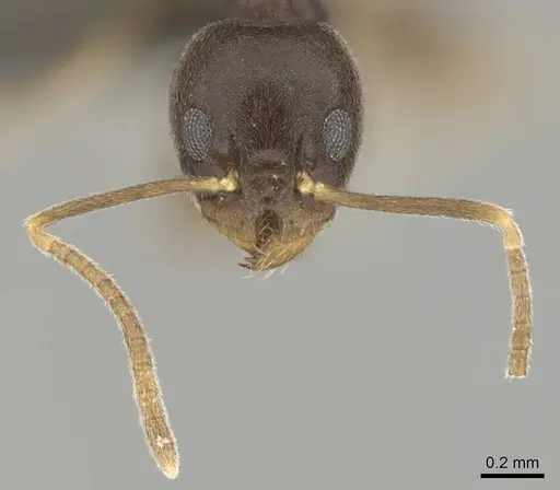 Technomyrmex voeltzkowi specimen CASENT0252157 image casent0252157_3