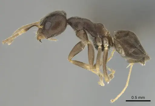 Technomyrmex voeltzkowi specimen CASENT0252157 image casent0252157_4