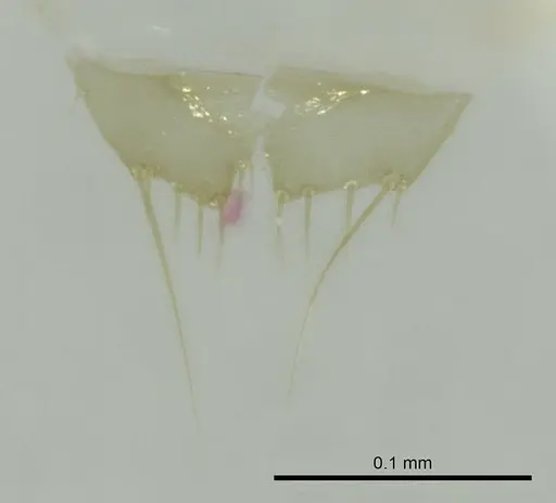 Technomyrmex voeltzkowi specimen CASENT0345065 image casent0345065_1