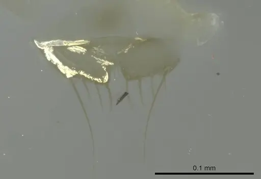 Technomyrmex voeltzkowi specimen CASENT0345066 image casent0345066_1