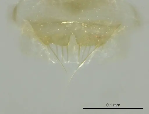 Technomyrmex voeltzkowi specimen CASENT0345068 image casent0345068_1