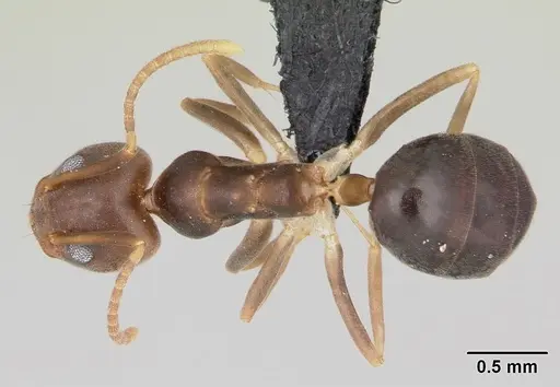 Technomyrmex voeltzkowi specimen CASENT0451074 image casent0451074_1