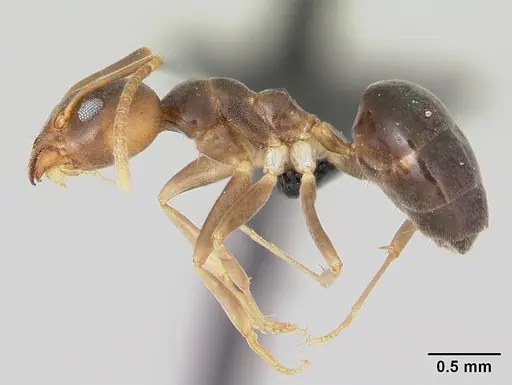 Technomyrmex voeltzkowi specimen CASENT0451074 image casent0451074_3