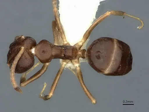 Technomyrmex voeltzkowi specimen CASENT0886011 image casent0886011_1