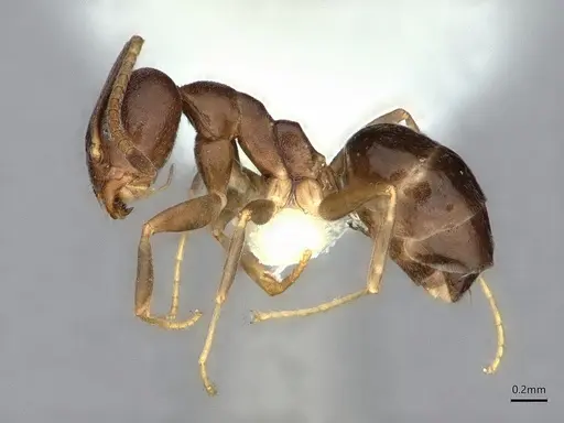 Technomyrmex voeltzkowi specimen CASENT0886011 image casent0886011_3
