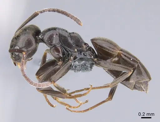 Technomyrmex voeltzkowi specimen CASENT0898422 image casent0898422_1