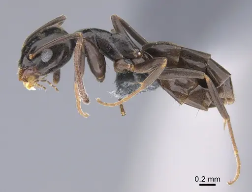Technomyrmex voeltzkowi specimen CASENT0898423 image casent0898423_1