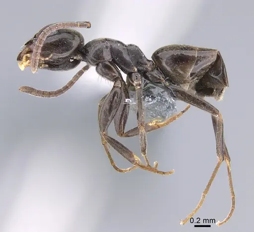 Technomyrmex voeltzkowi specimen CASENT0898425 image casent0898425_1