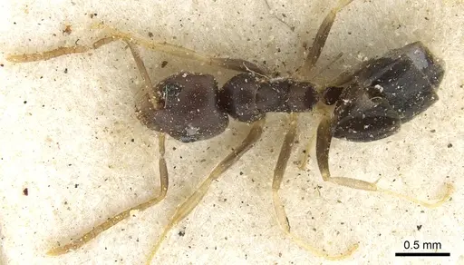 Technomyrmex voeltzkowi specimen CASENT0903053 image casent0903053_1