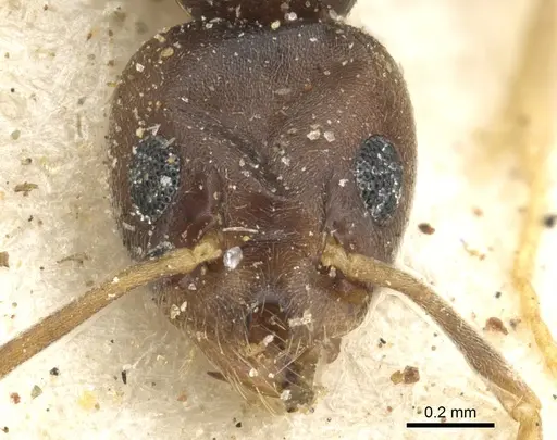 Technomyrmex voeltzkowi specimen CASENT0903053 image casent0903053_2
