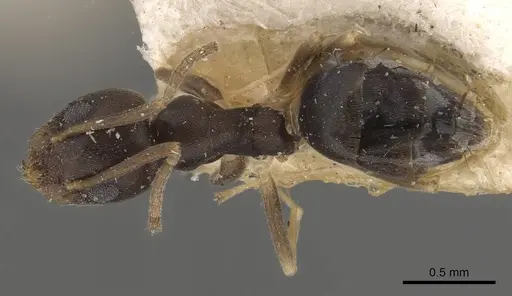 Technomyrmex voeltzkowi specimen CASENT0909787 image casent0909787_1