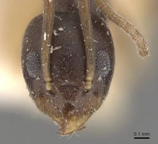Technomyrmex voeltzkowi specimen CASENT0909787 image casent0909787_2