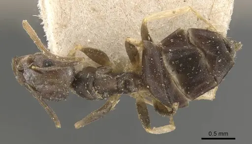 Technomyrmex voeltzkowi specimen CASENT0909788 image casent0909788_1