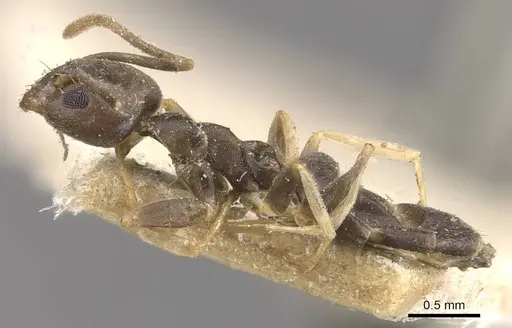 Technomyrmex voeltzkowi specimen CASENT0909788 image casent0909788_3