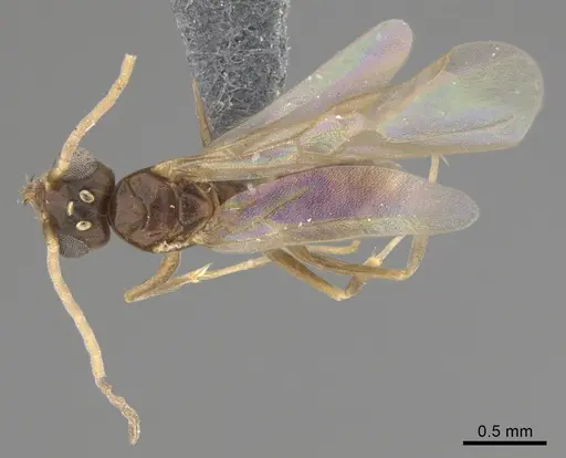 Technomyrmex voeltzkowi specimen CASENT4026026 image casent4026026_1