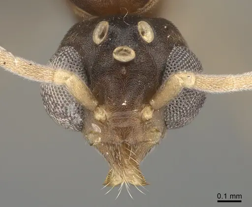 Technomyrmex voeltzkowi specimen CASENT4026026 image casent4026026_2