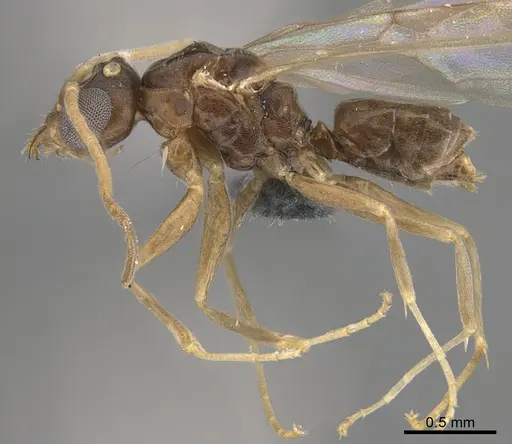 Technomyrmex voeltzkowi specimen CASENT4026026 image casent4026026_3