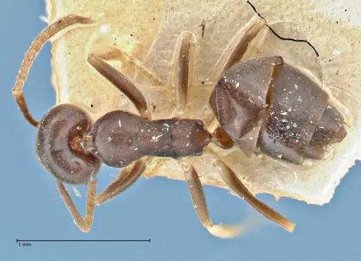 Technomyrmex voeltzkowi specimen FOCOL2865 image focol2865_1