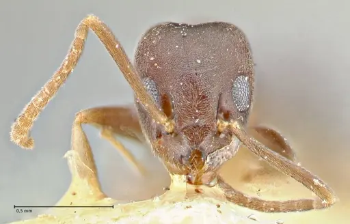 Technomyrmex voeltzkowi specimen FOCOL2865 image focol2865_2