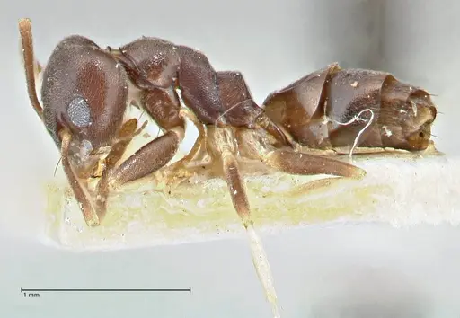 Technomyrmex voeltzkowi specimen FOCOL2865 image focol2865_3