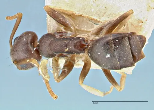 Technomyrmex voeltzkowi specimen FOCOL2866 image focol2866_1