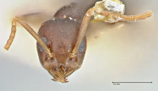 Technomyrmex voeltzkowi specimen FOCOL2866 image focol2866_2