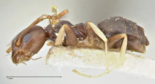 Technomyrmex voeltzkowi specimen FOCOL2866 image focol2866_3