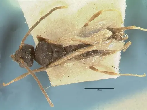 Technomyrmex voeltzkowi specimen FOCOL2867 image focol2867_1