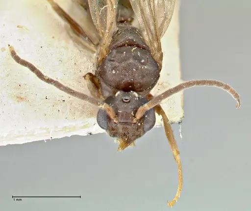 Technomyrmex voeltzkowi specimen FOCOL2867 image focol2867_2