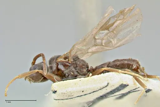 Technomyrmex voeltzkowi specimen FOCOL2867 image focol2867_3