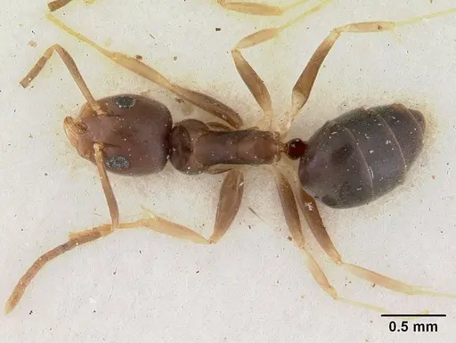Technomyrmex voeltzkowi specimen SAM-HYM-C004817 image sam-hym-c004817_1