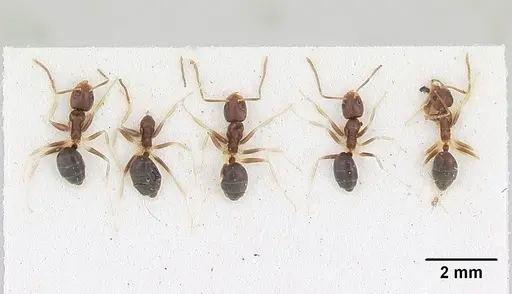 Technomyrmex voeltzkowi specimen SAM-HYM-C004817 image sam-hym-c004817_2