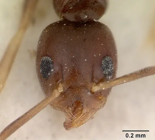 Technomyrmex voeltzkowi specimen SAM-HYM-C004817 image sam-hym-c004817_3