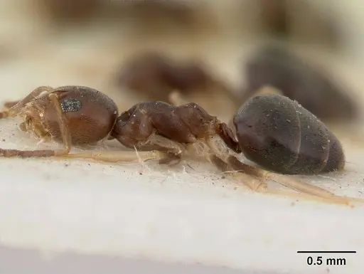 Technomyrmex voeltzkowi specimen SAM-HYM-C004817 image sam-hym-c004817_4