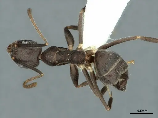 Technomyrmex wheeleri specimen CASENT0886062 image casent0886062_1