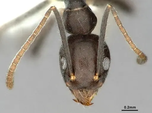 Technomyrmex wheeleri specimen CASENT0886062 image casent0886062_2