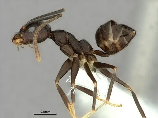 Technomyrmex wheeleri specimen CASENT0886062 image casent0886062_3
