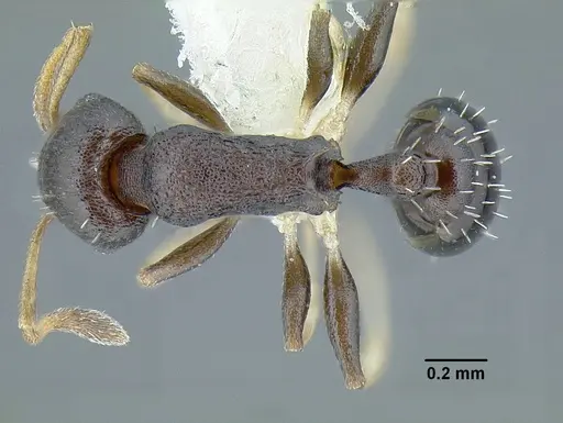 Temnothorax achii specimen JTLC000009876 image jtlc000009876_1