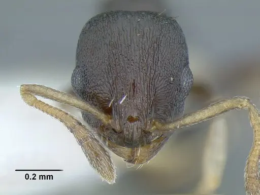 Temnothorax achii specimen JTLC000009876 image jtlc000009876_2