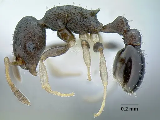 Temnothorax achii specimen JTLC000009876 image jtlc000009876_3