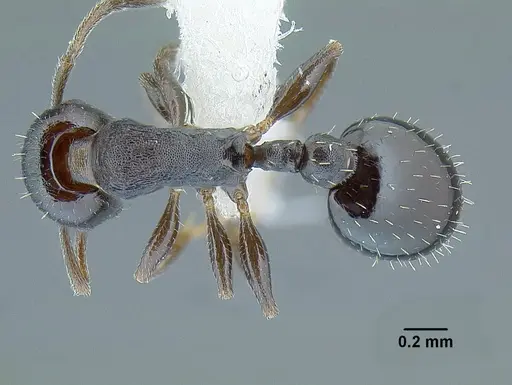 Temnothorax acuminatus specimen JTLC000007439 image jtlc000007439_1