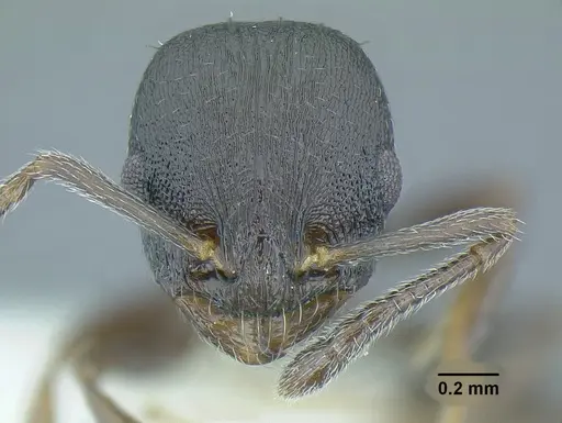 Temnothorax acuminatus specimen JTLC000007439 image jtlc000007439_2